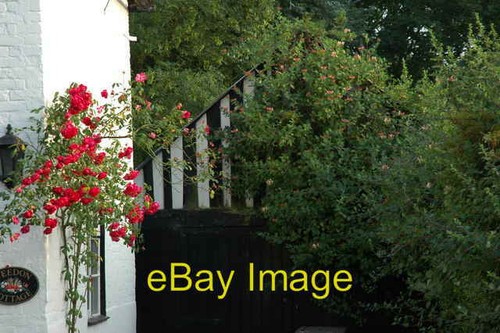 Photo 6x4 honeysuckle - 6x4,